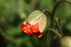 flower bud